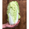 Chou blanc Bio